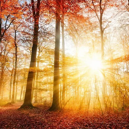 Charming On The Forest In Wald 12 Guests Hugh Garden Willingen Sauerland Villa *