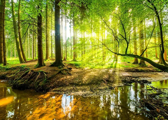 Waldhaus Willingen Sauerland - Charming Near Forest For 12 Guests With Huge Garden - Nearby Winter Sports Area With Slope - Hiking And Nature *